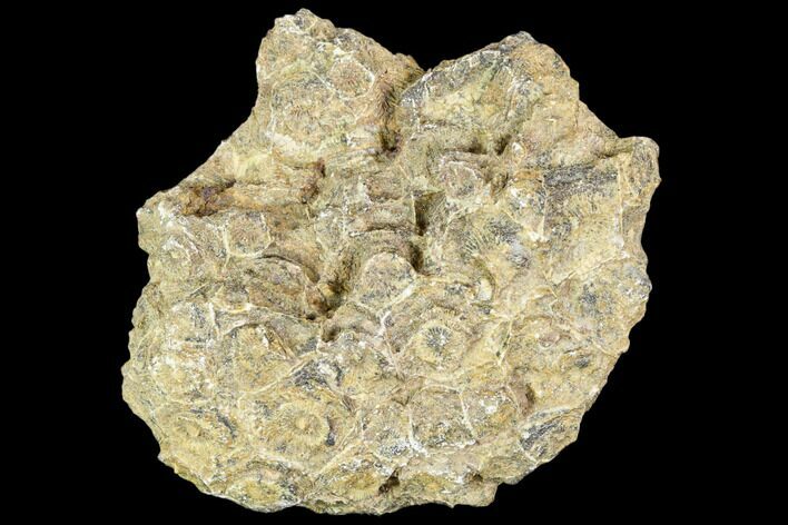 Fossil Coral (Actinocyathus) Head - Morocco #105714